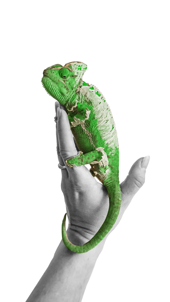 Chameleon